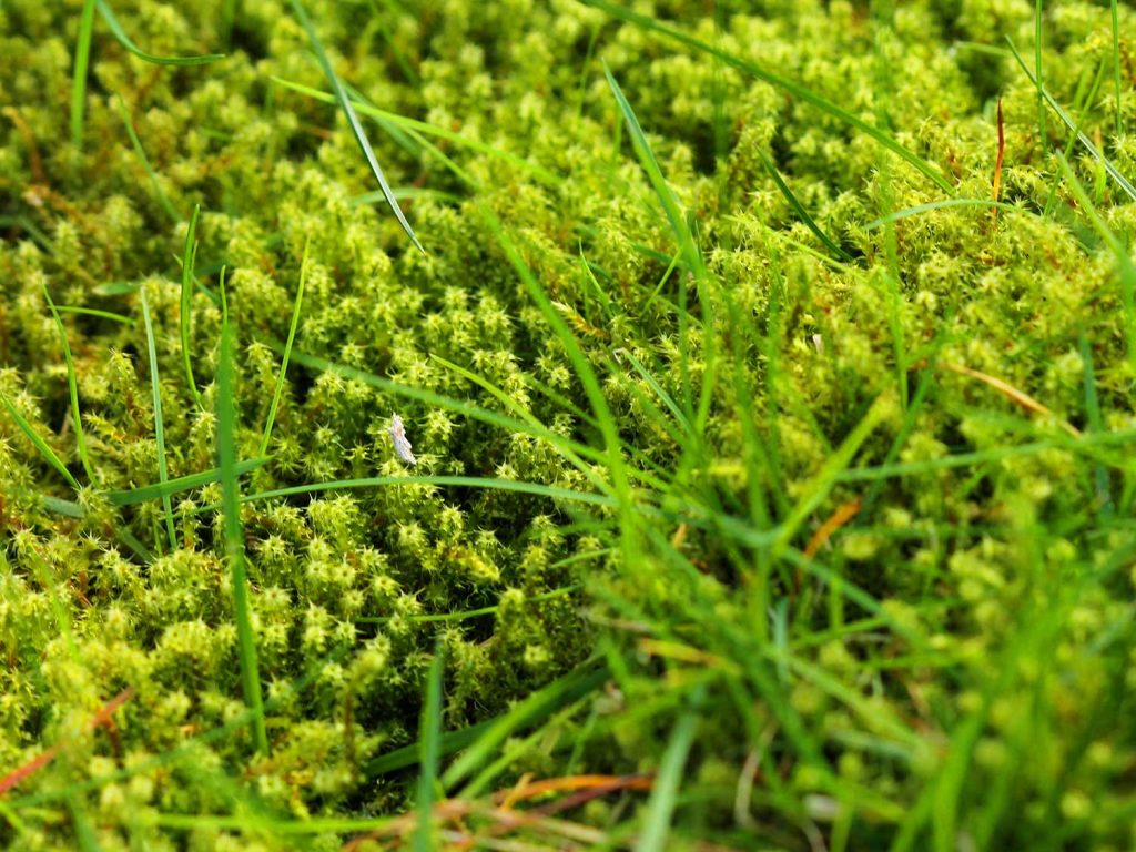 Read here why moss is taking over your entire lawn
